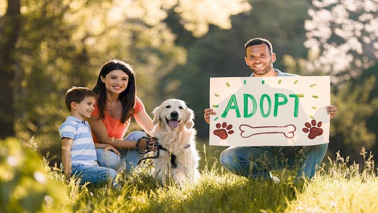 The Benefits of Adopting Pets from Shelters: Saving Lives and Gaining Companionship